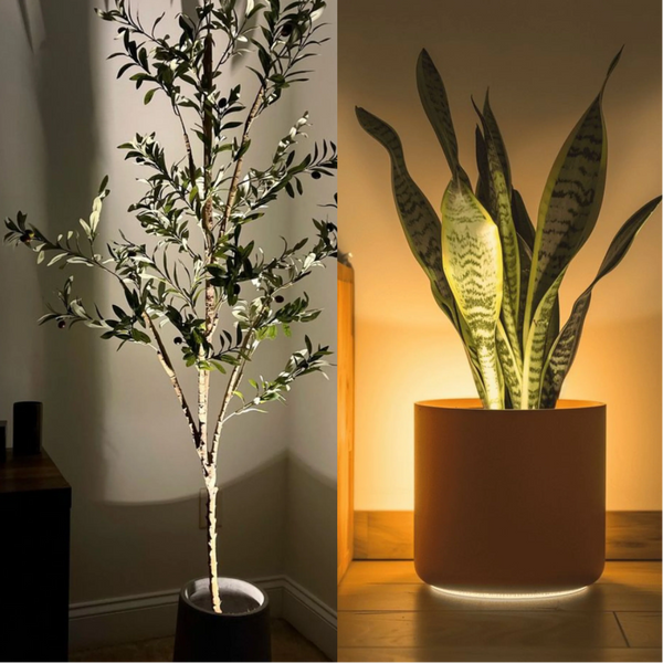 Laat je planten stralen