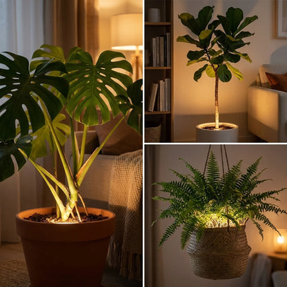Laat je Plant Stralen